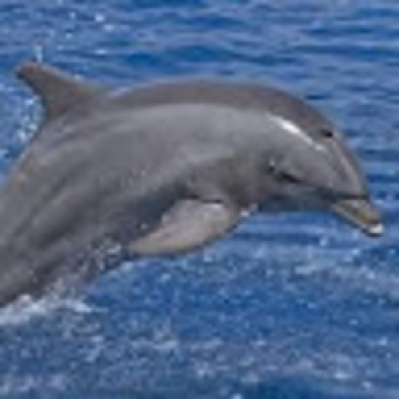 Meet your Posher, Samantha - Picture 1 of 1